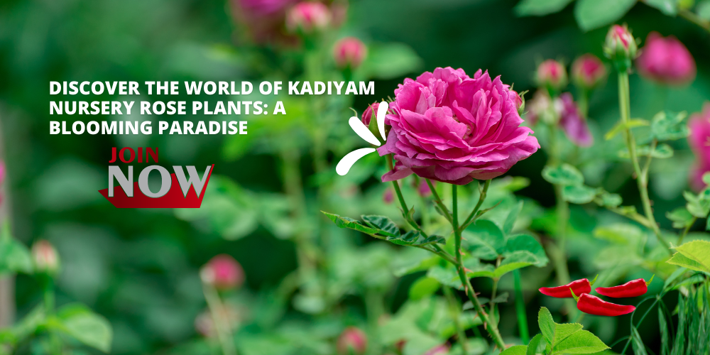 Kadiyam Nursery Rose Plants