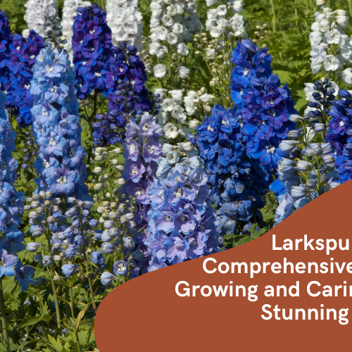 Larkspur Plant