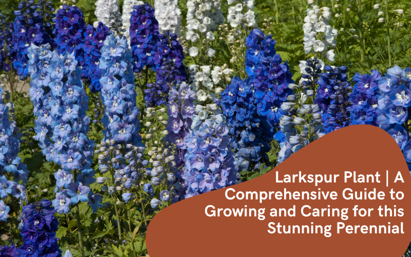 Larkspur Plant