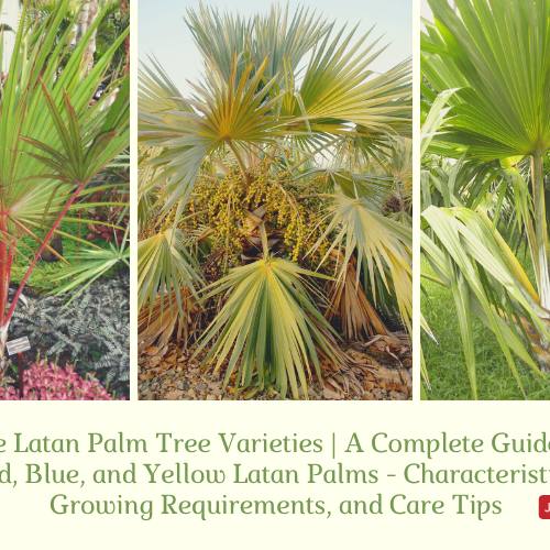 Latan Palm Tree