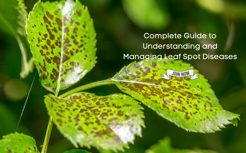 Leaf Spot Diseases