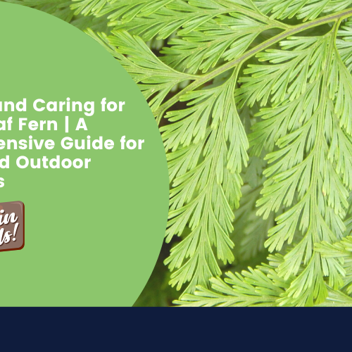 Leatherleaf Fern