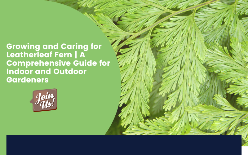 Leatherleaf Fern