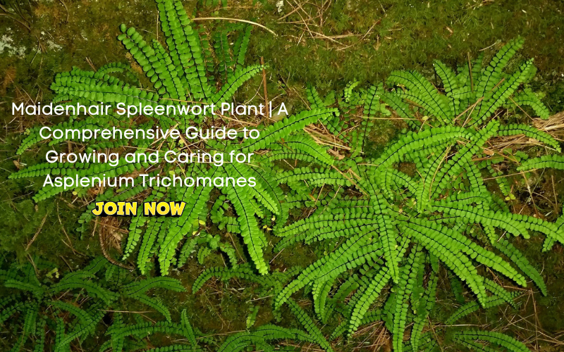 Maidenhair Spleenwort Plant | A Comprehensive Guide to Growing and Car ...