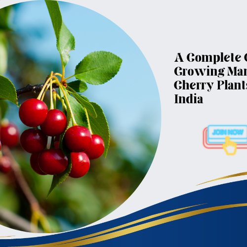 Manila Cherry Plants