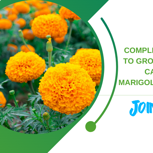 Marigold Plants