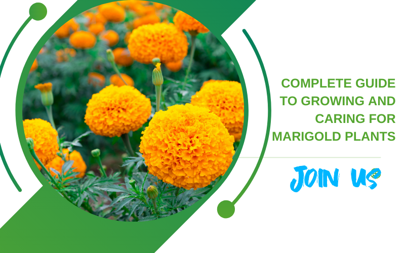 Marigold Plants