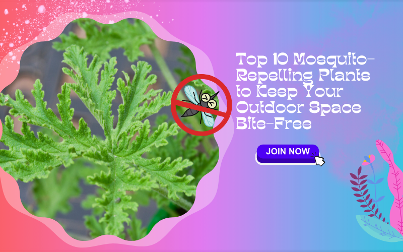 Mosquito-Repelling Plants