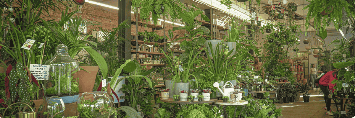 Most Popular Indoor Houseplant