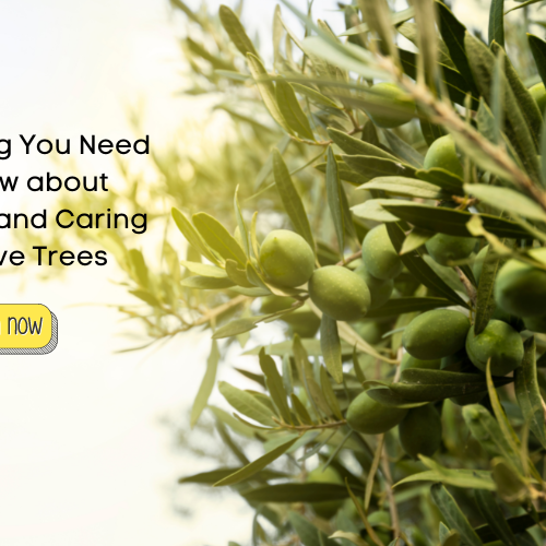 Olive Trees