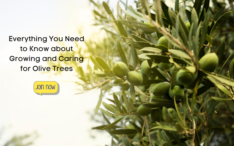 Olive Trees