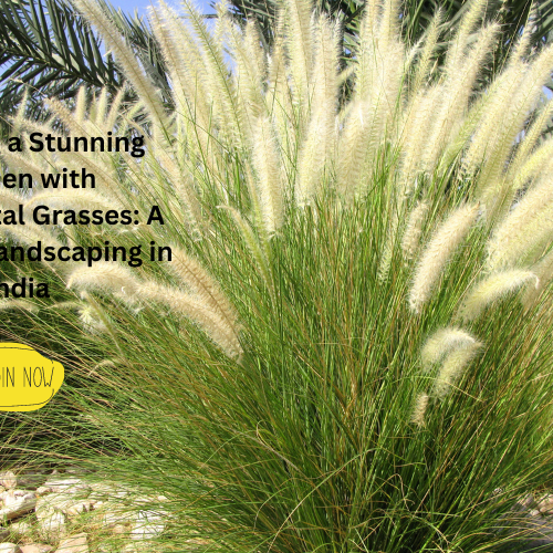 Ornamental Grasses