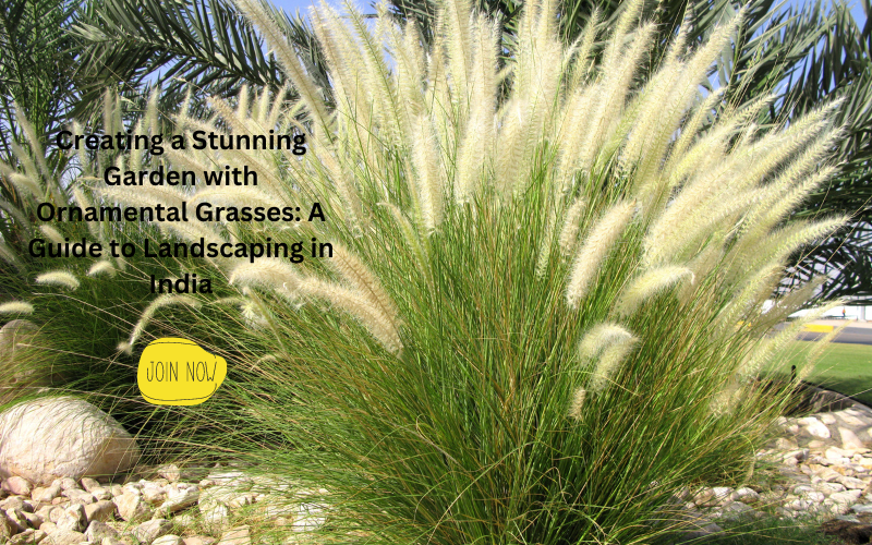 Ornamental Grasses