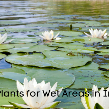  Plants for Wet Areas