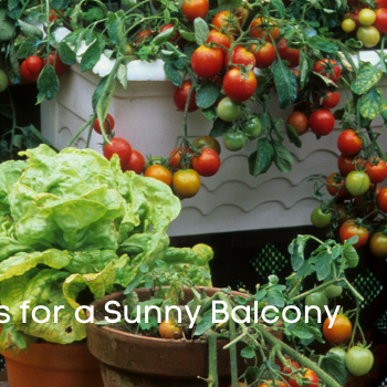 Plants for a Sunny Balcony