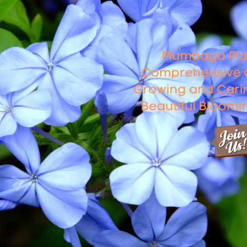 Plumbago