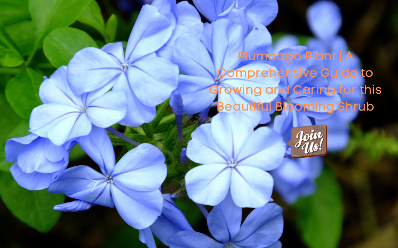 Plumbago