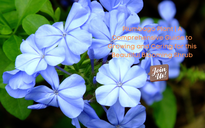 Plumbago Plant | A Comprehensive Guide to Growing and Caring for this   Mahindra Nursery