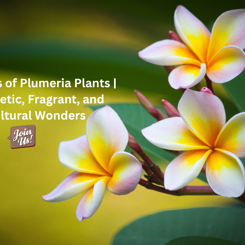 Plumeria