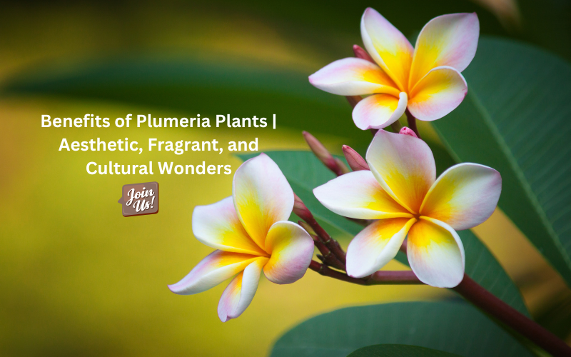 Plumeria