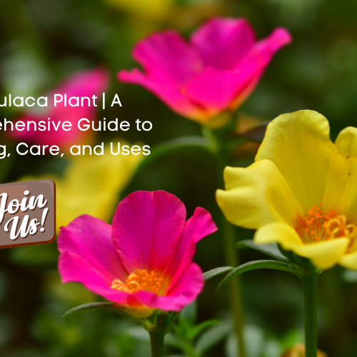 Portulaca Plant