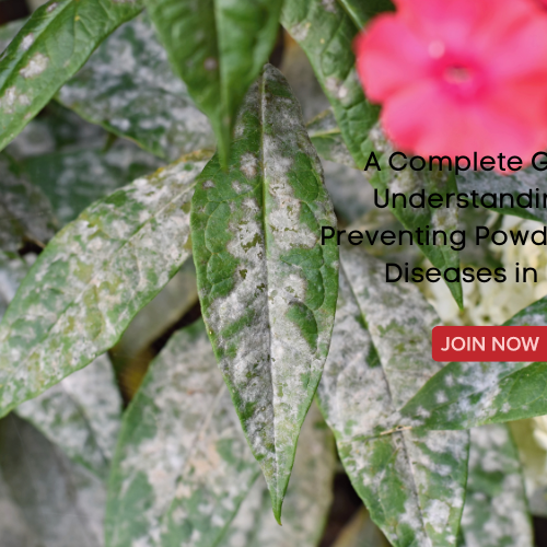 Powdery Mildew