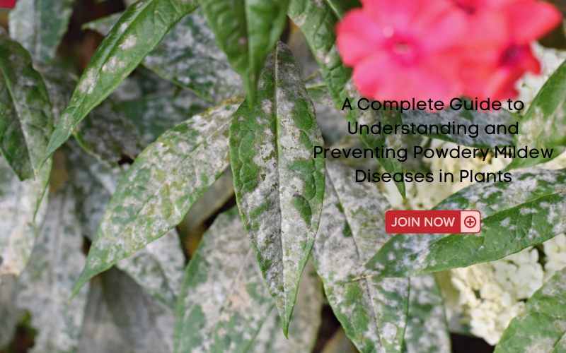 Powdery Mildew