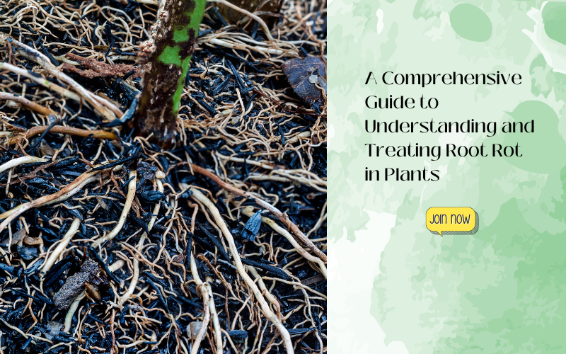 A Comprehensive Guide to Understanding and Treating Root Rot in Plants ...
