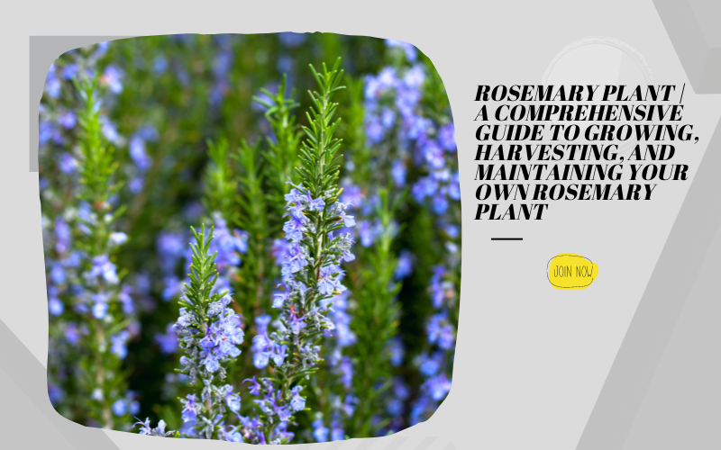 Rosemary