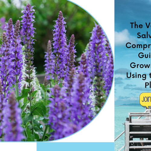 Salvia