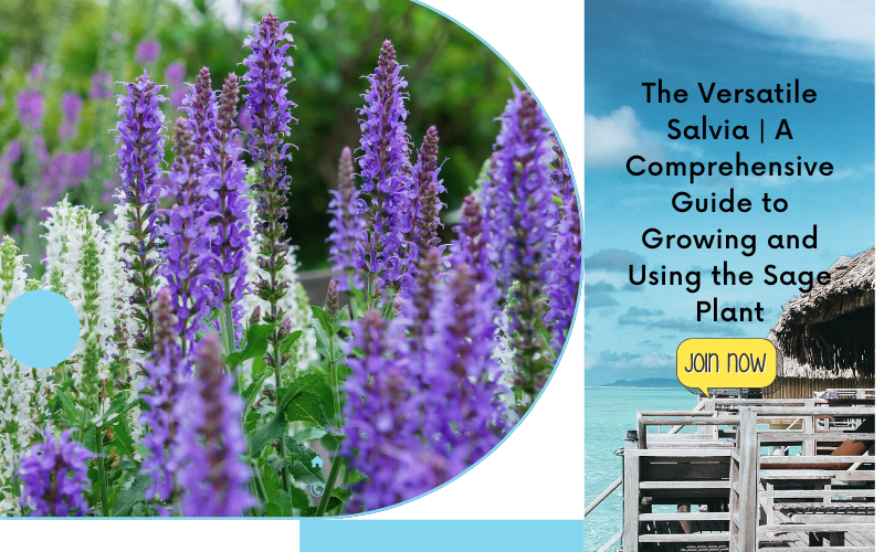 Salvia