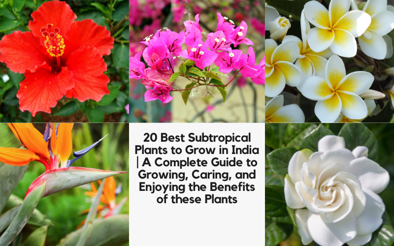 Subtropical Plants