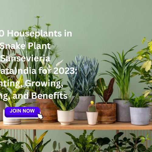 Top 10 Houseplants