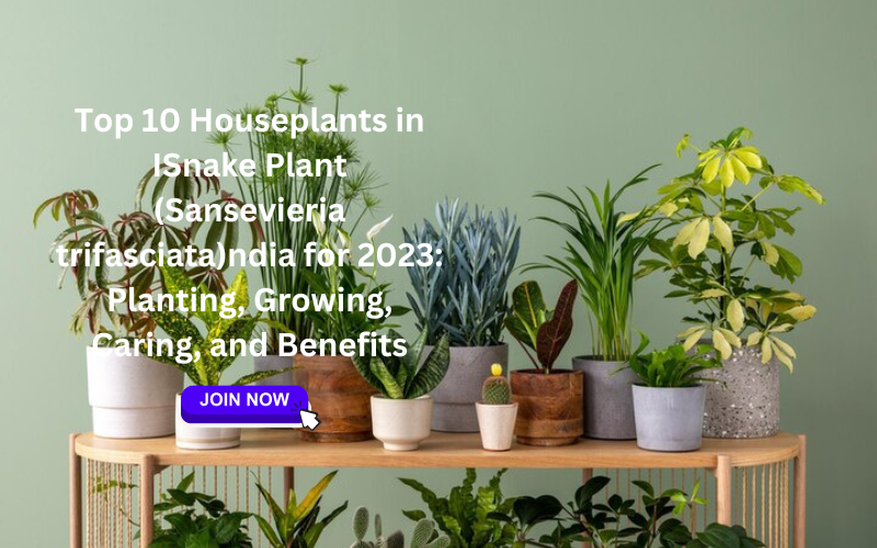 Top 10 Houseplants