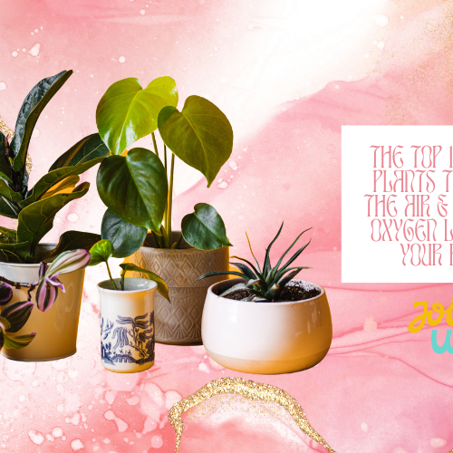 Top 10 Indoor Plants