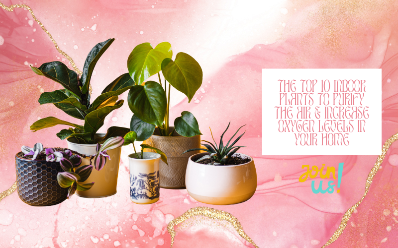 The Top 10 Indoor Plants to Purify the Air & Increase Oxygen Levels in   Mahindra Nursery