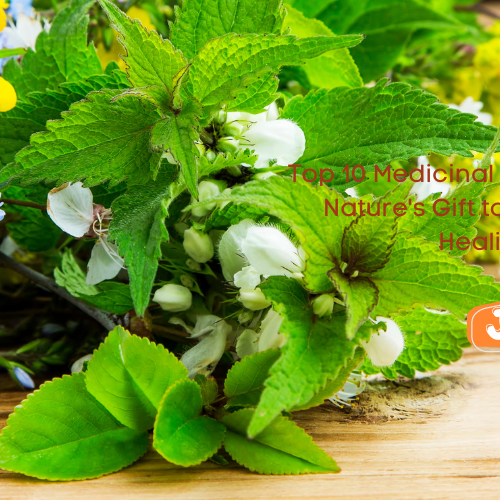 Top 10 Medicinal Plants in India