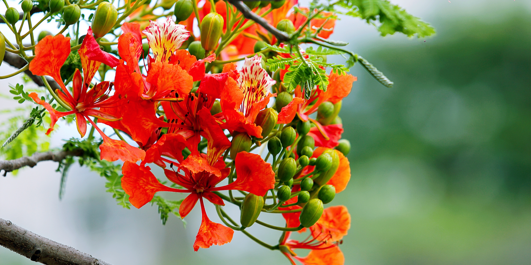 Top 10 Monsoon-Loving Plants