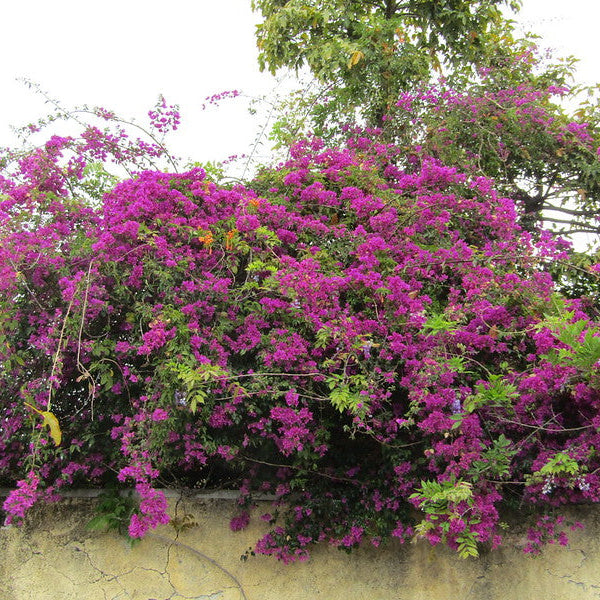 Top Climbing & Creeper Plants