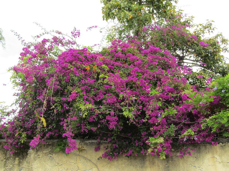 Top Climbing & Creeper Plants