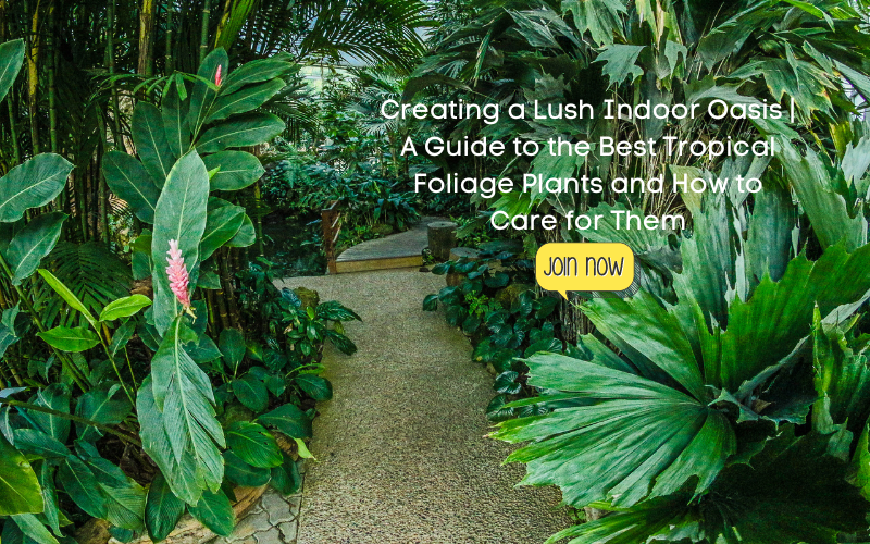 Tropical Foliage Plants