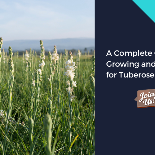 Tuberose