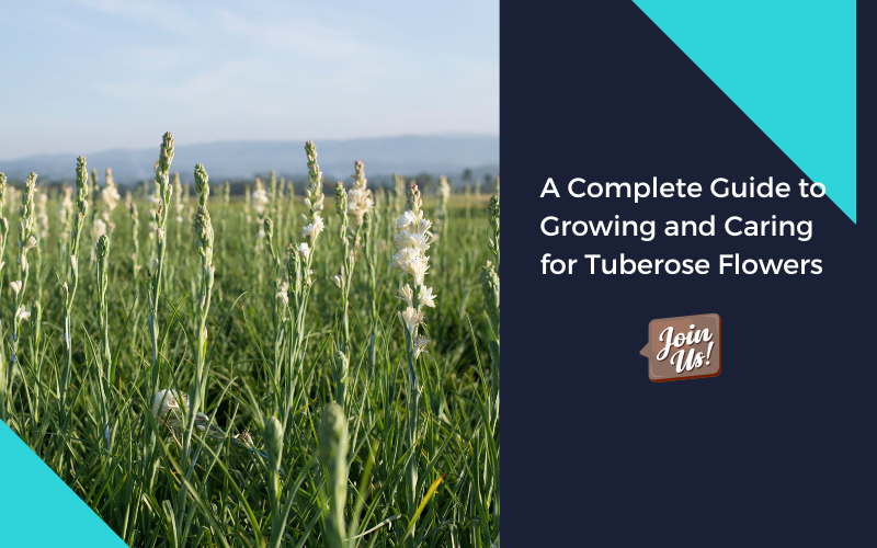 Tuberose