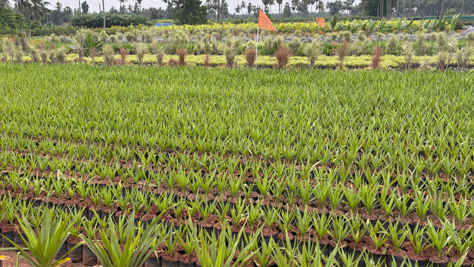 Wholesale Plant Haven in Andhra Pradesh