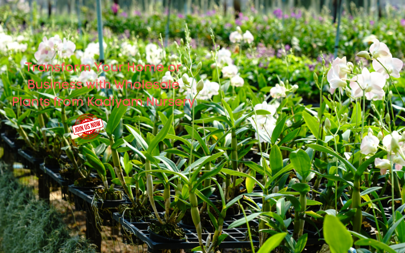 Wholesale Plant Kadiyam Nursery