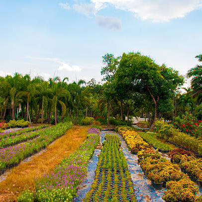 Why Kadiyam Nursery Is Famous