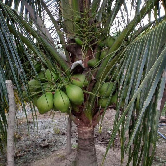 Chennangi Coconut Plant
