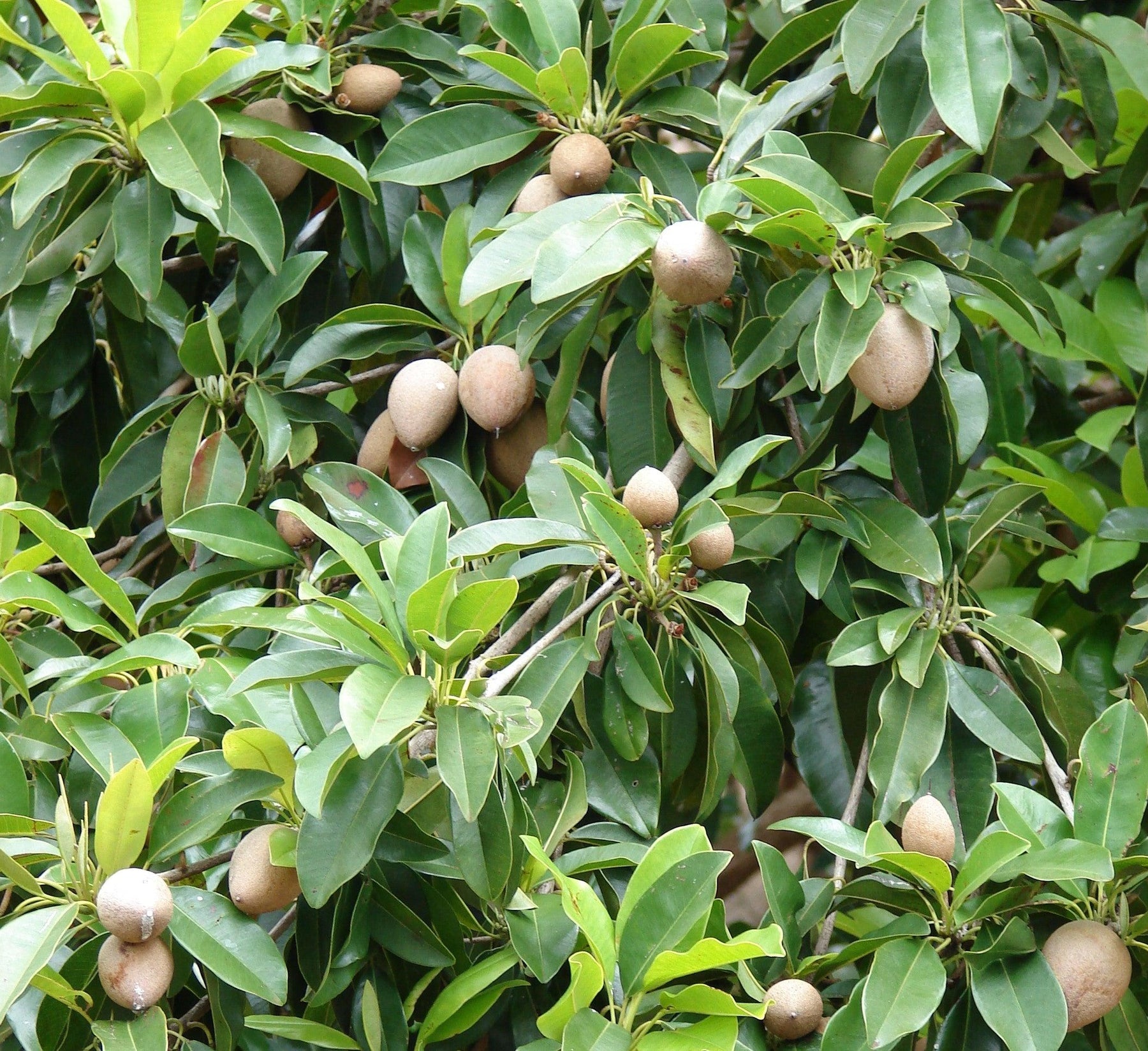 A Comprehensive Guide to Sapodilla Plants ( Chiku plant ) - Kadiyam Nursery