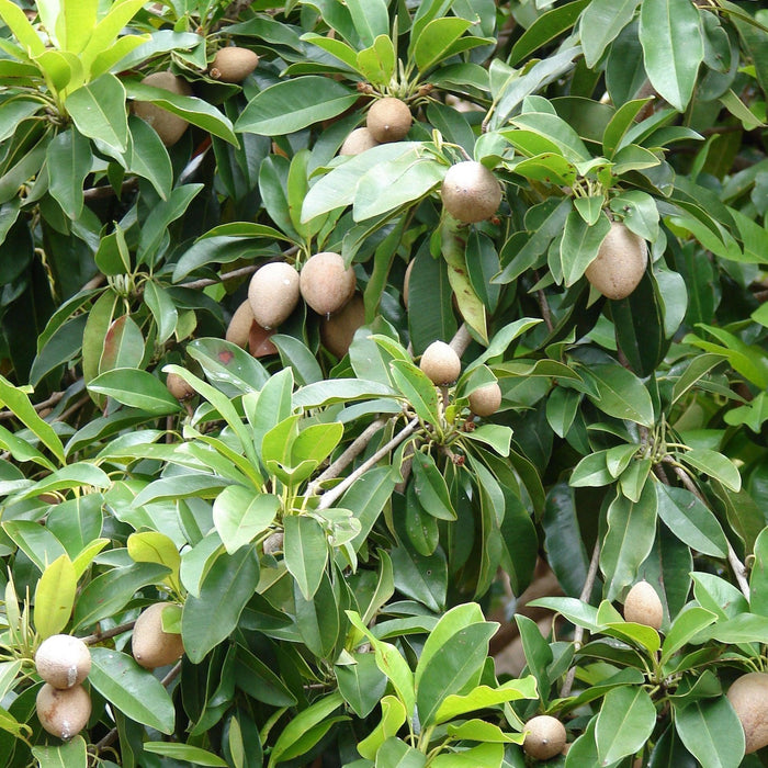 A Comprehensive Guide to Sapodilla Plants ( Chiku plant ) - Kadiyam Nursery