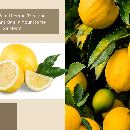 balaji lemon plant